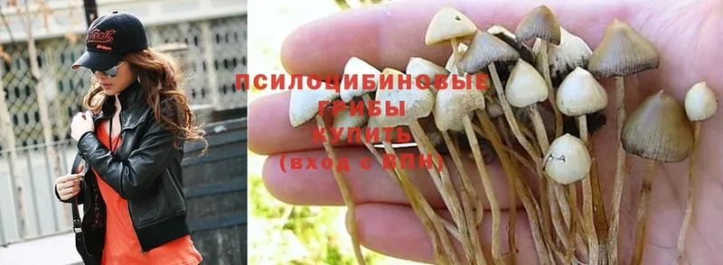 Галлюциногенные грибы Cubensis  Карачаевск 